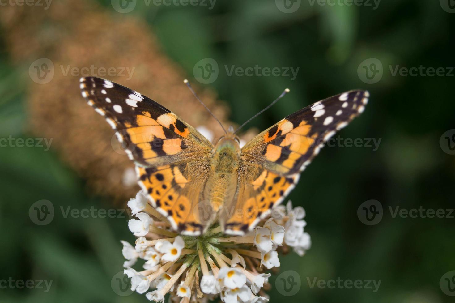 borboleta vanessa cardui ou cynthia cardui no jardim foto