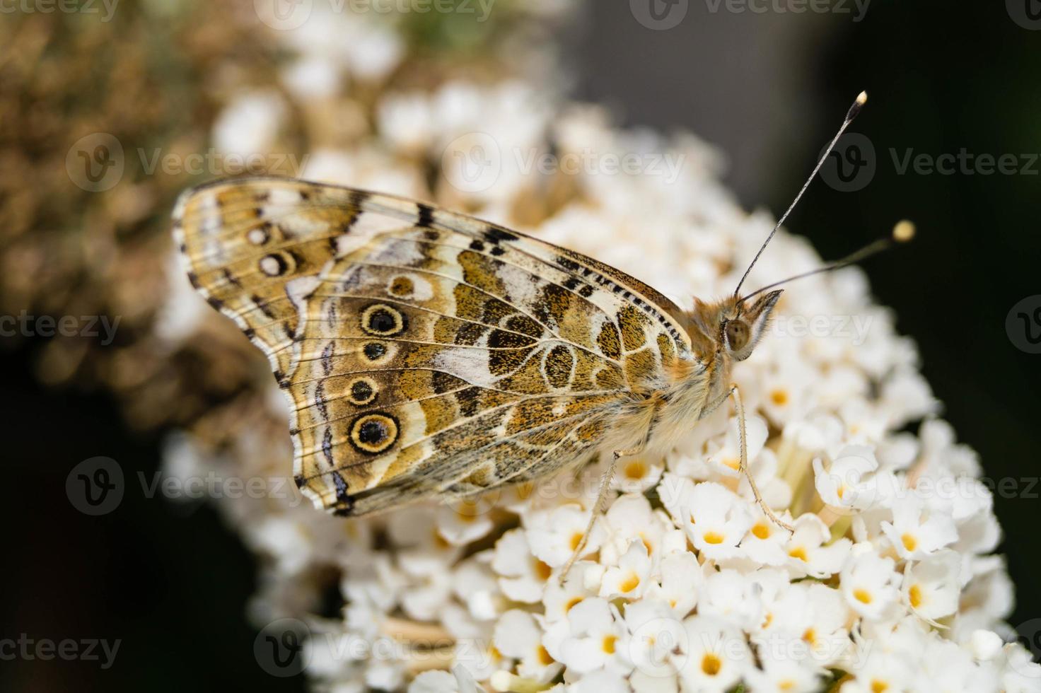 borboleta vanessa cardui ou cynthia cardui no jardim foto