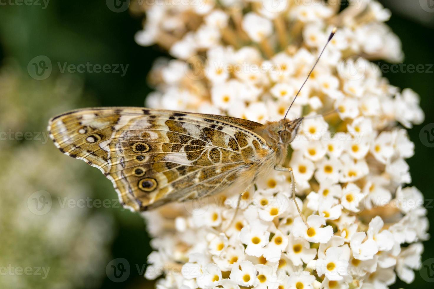 borboleta vanessa cardui ou cynthia cardui no jardim foto