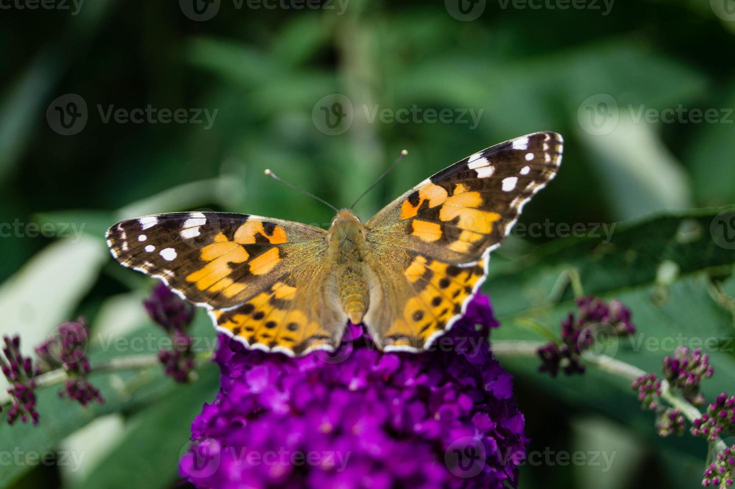 borboleta vanessa cardui ou cynthia cardui no jardim foto