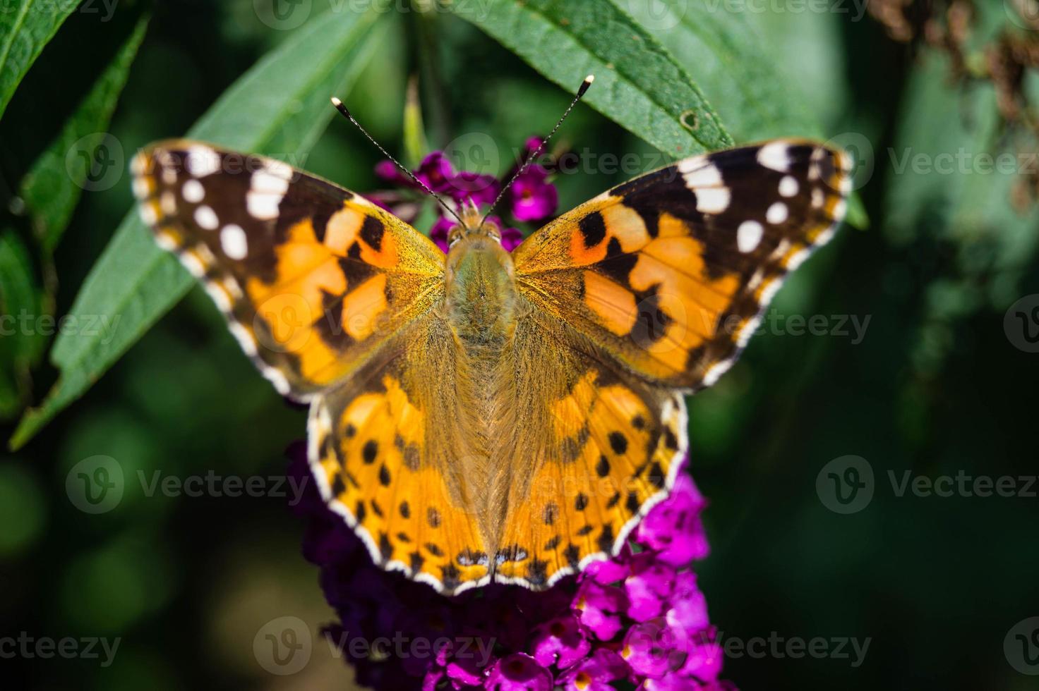 borboleta vanessa cardui ou cynthia cardui no jardim foto