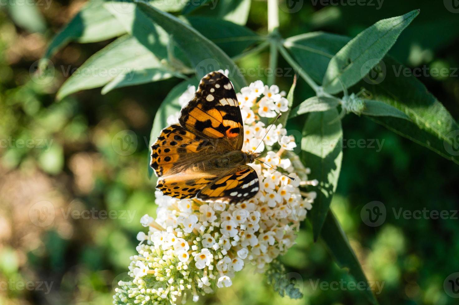 borboleta vanessa cardui ou cynthia cardui no jardim foto