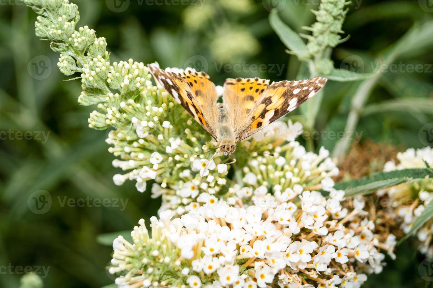 borboleta vanessa cardui ou cynthia cardui no jardim foto