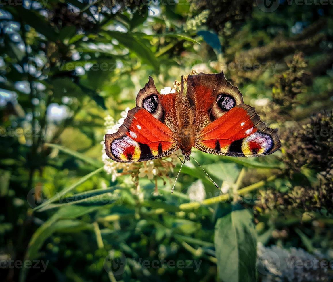 borboleta vanessa cardui ou cynthia cardui no jardim foto