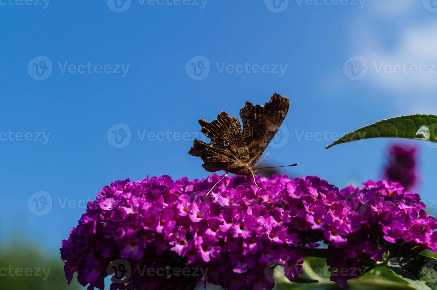 borboleta vanessa cardui ou cynthia cardui no jardim foto