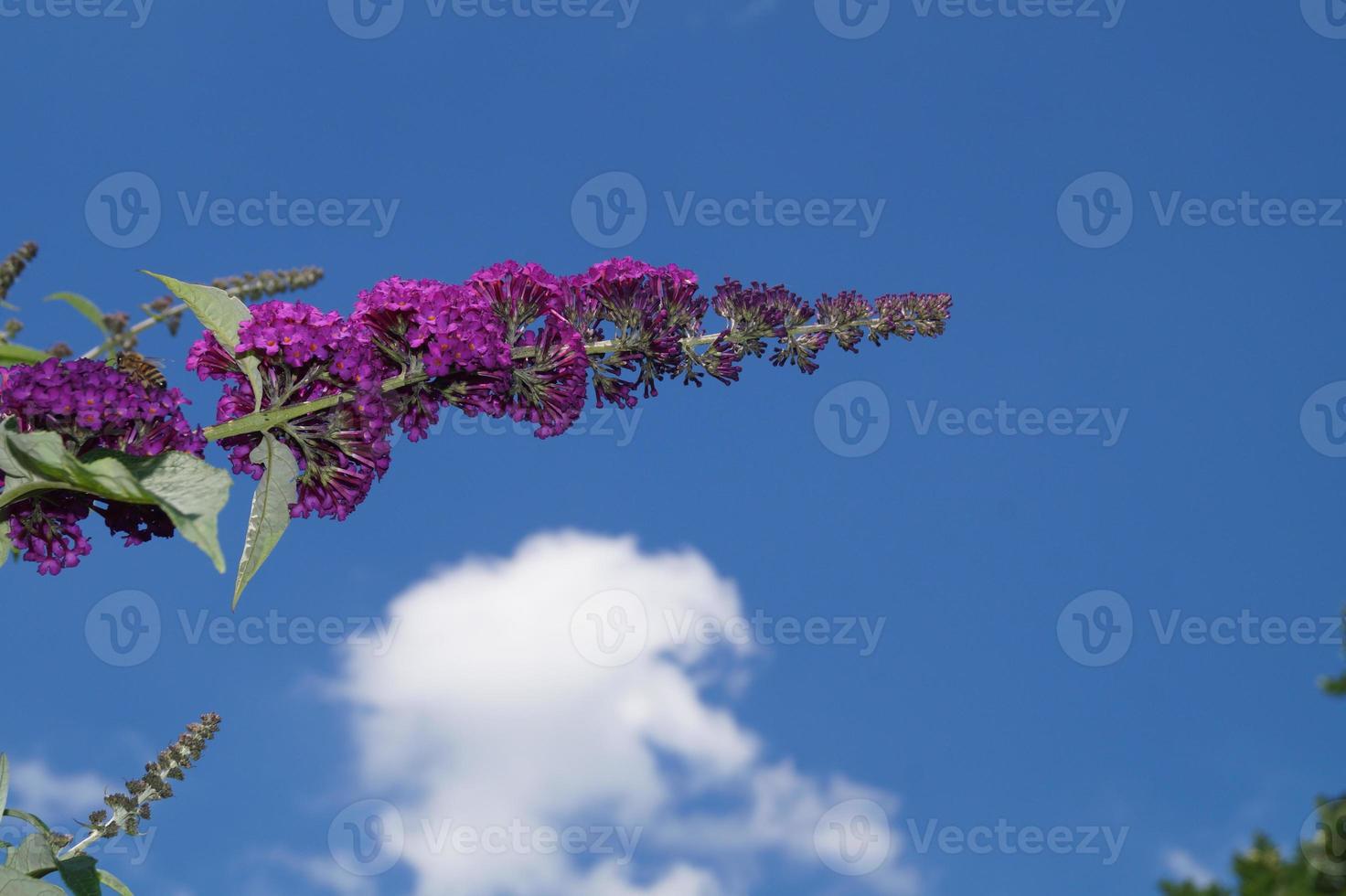 buddleja davidii o arbusto de borboleta foto