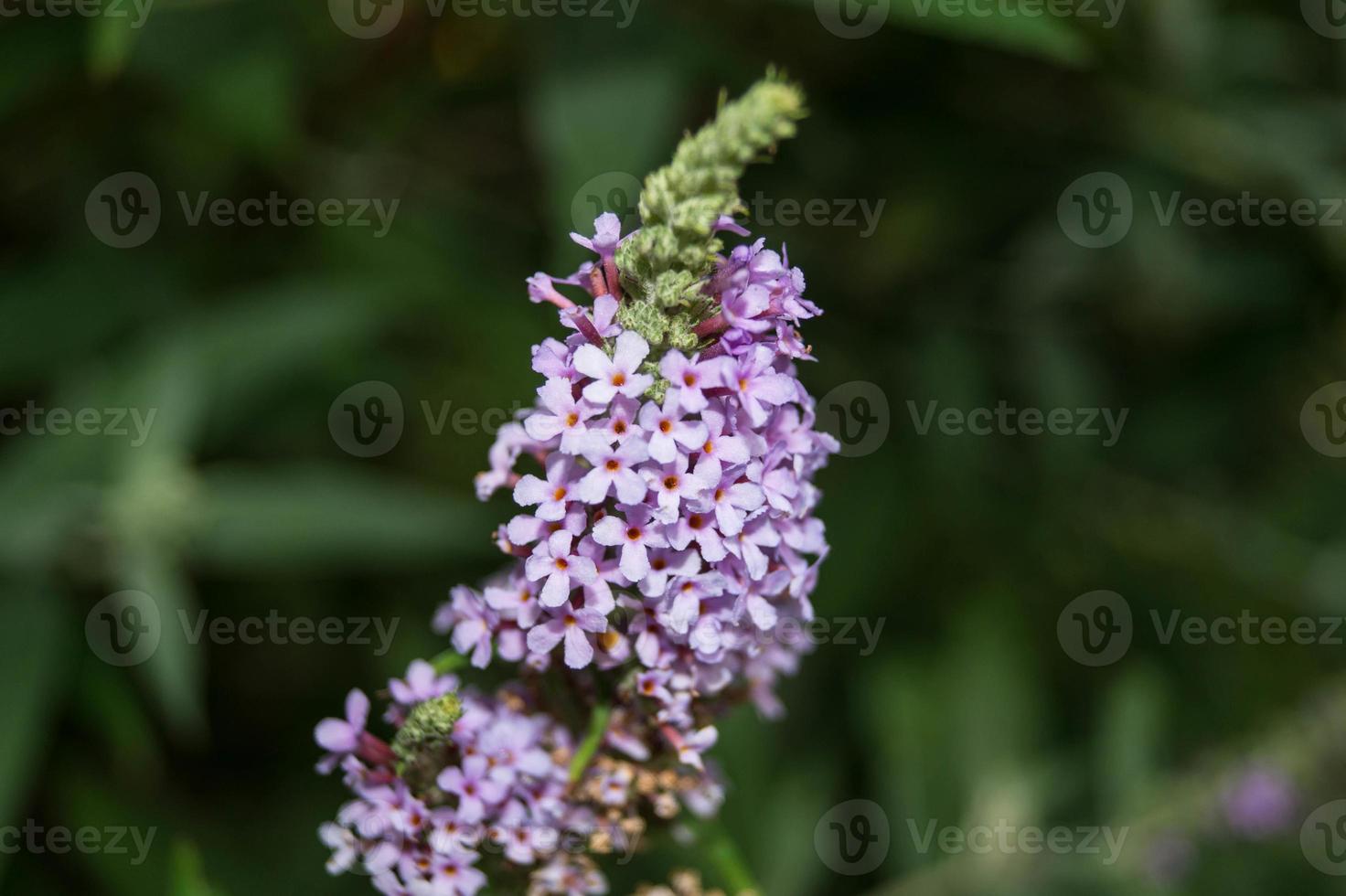 buddleja davidii o arbusto de borboleta foto