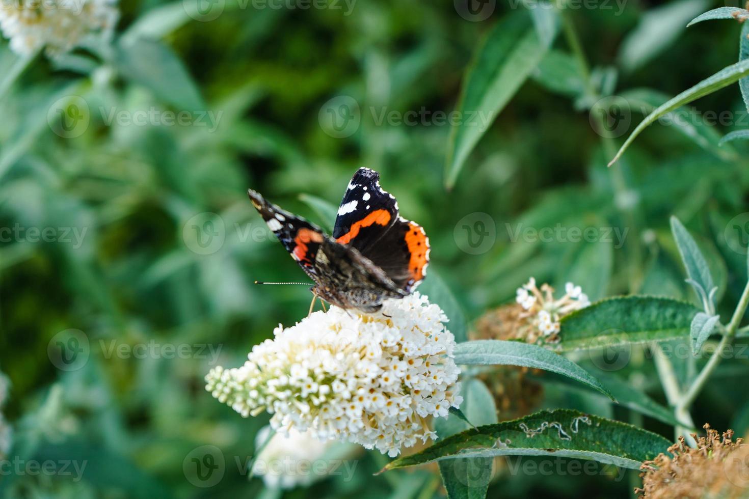 buddleja davidii o arbusto de borboleta foto