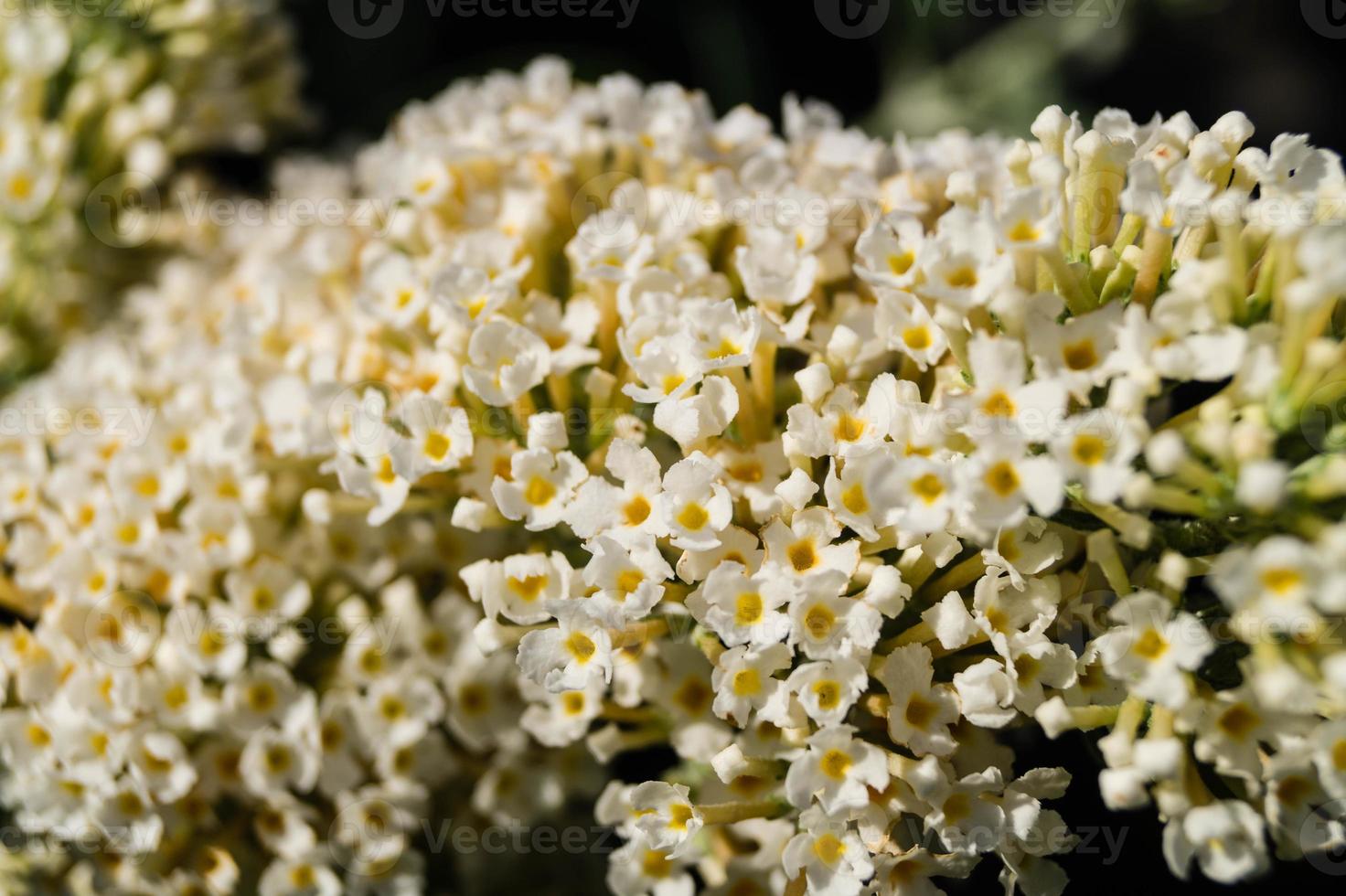 buddleja davidii o arbusto de borboleta foto