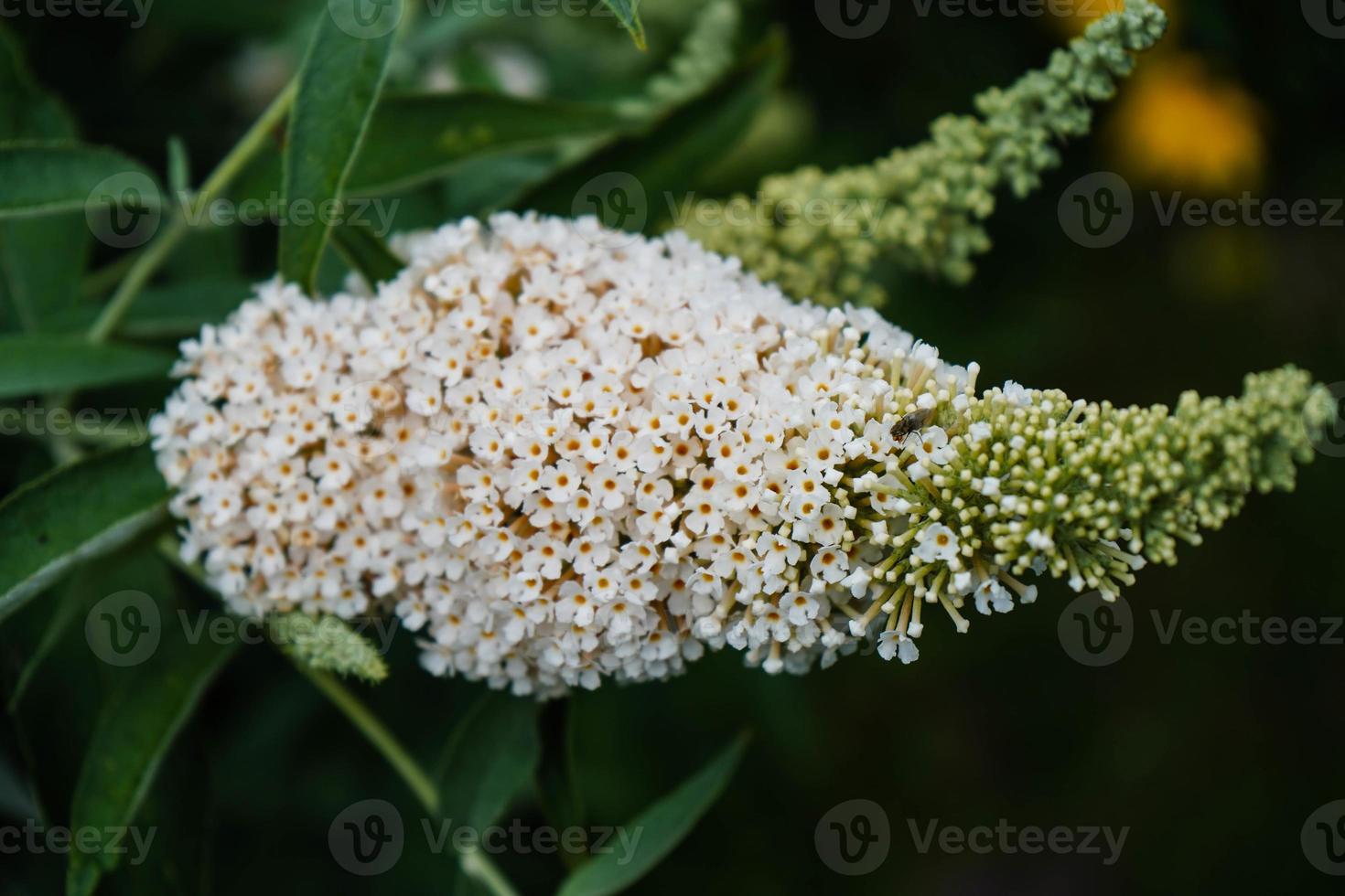 buddleja davidii o arbusto de borboleta foto