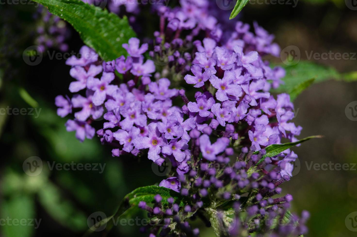 buddleja davidii o arbusto de borboleta foto