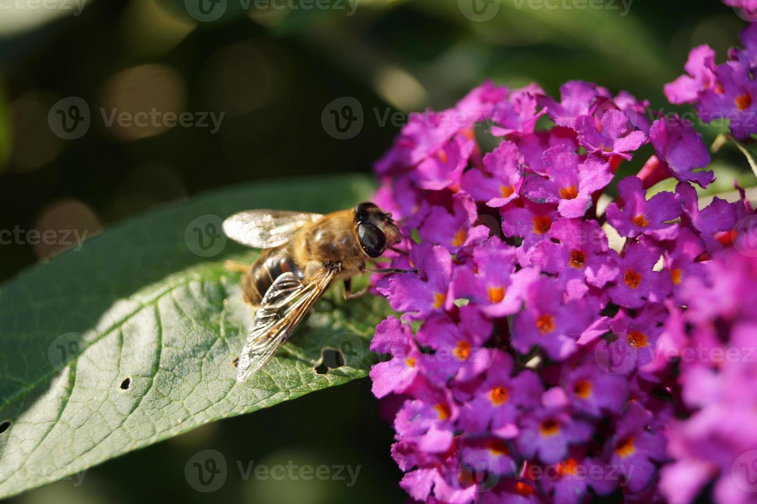 buddleja davidii o arbusto de borboleta foto