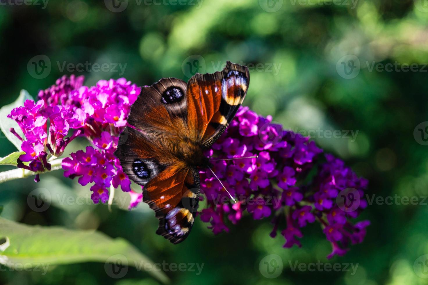 buddleja davidii o arbusto de borboleta foto