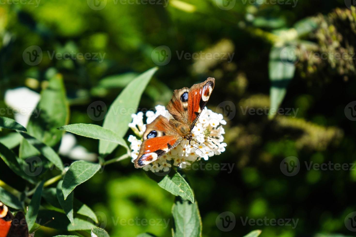 buddleja davidii o arbusto de borboleta foto