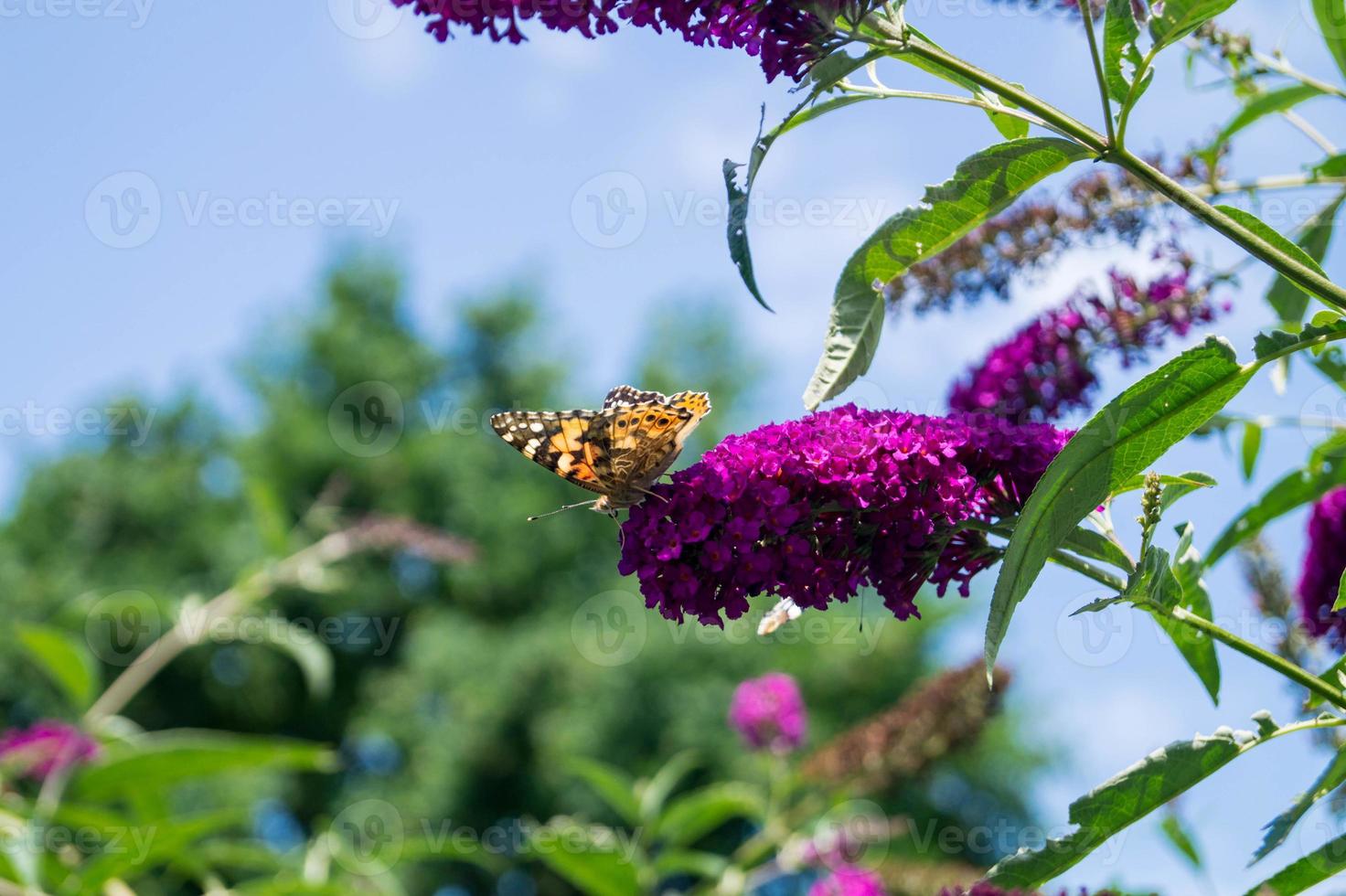 buddleja davidii o arbusto de borboleta foto