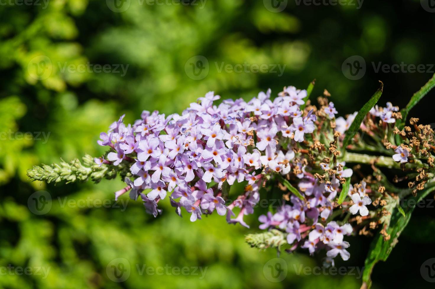 buddleja davidii o arbusto de borboleta foto