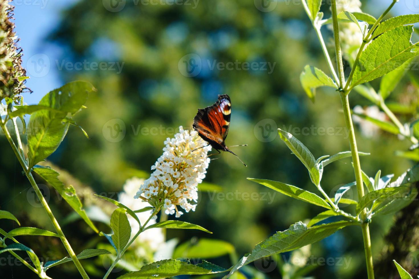 buddleja davidii o arbusto de borboleta foto