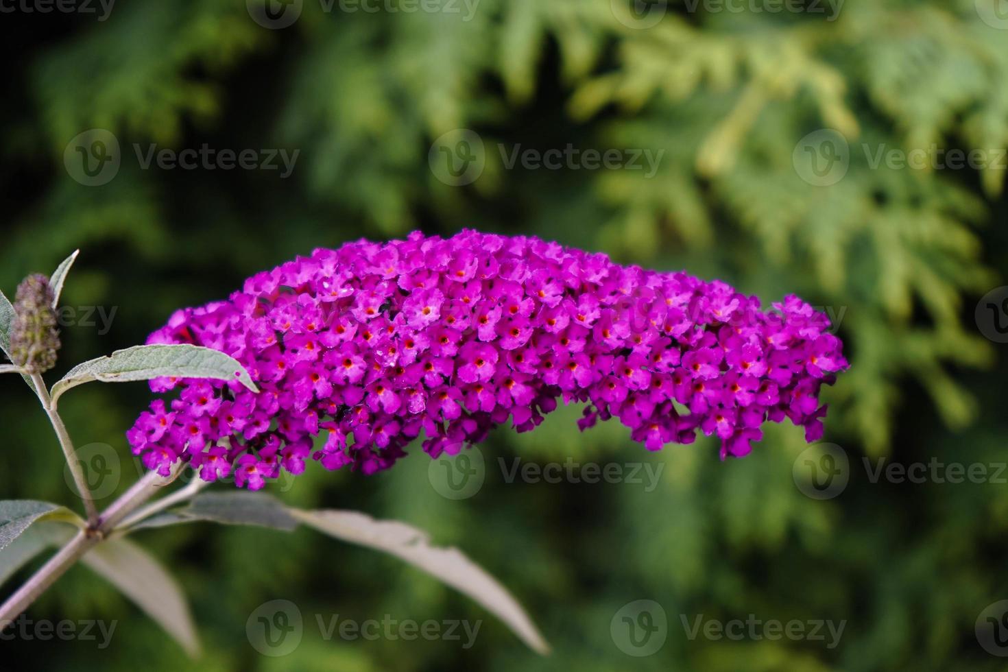 buddleja davidii o arbusto de borboleta foto