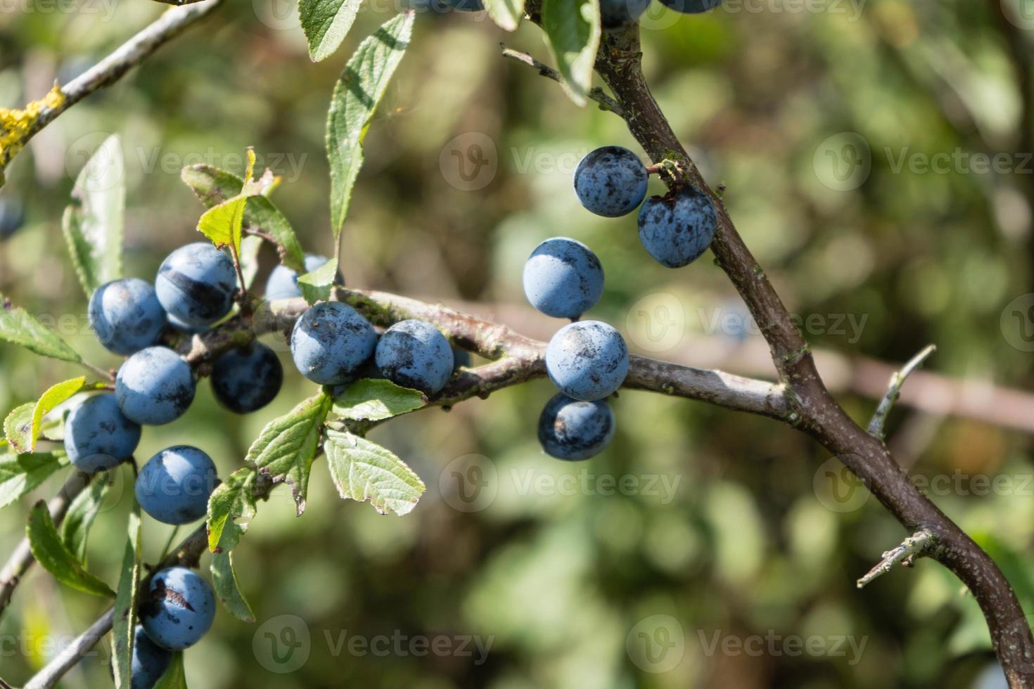 frutos do arbusto de abrunheiro foto