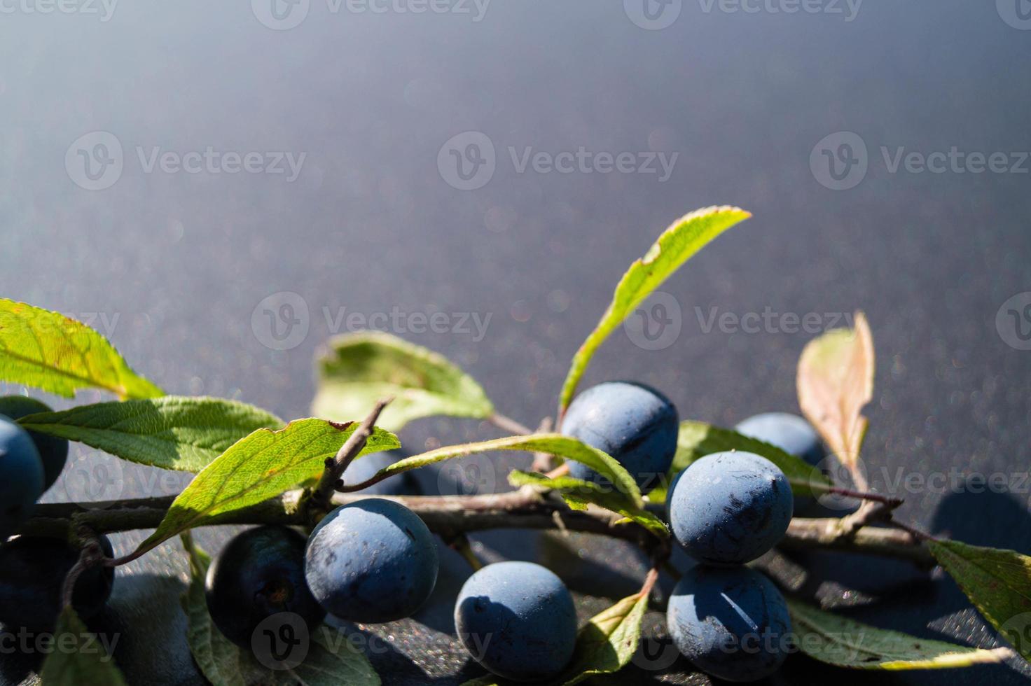 frutos do arbusto de abrunheiro foto