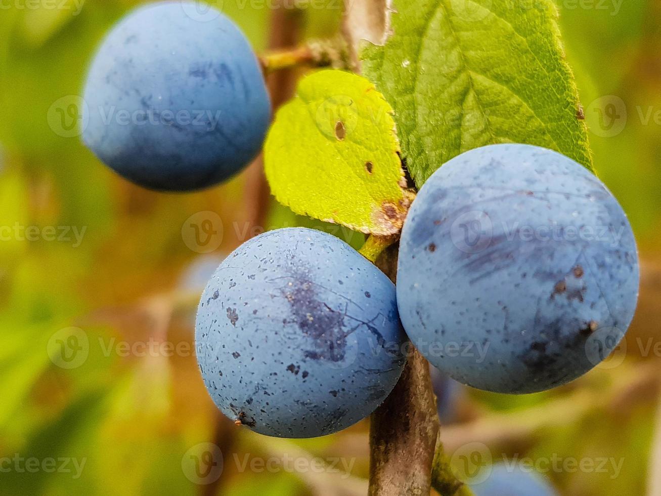 frutos do arbusto de abrunheiro foto