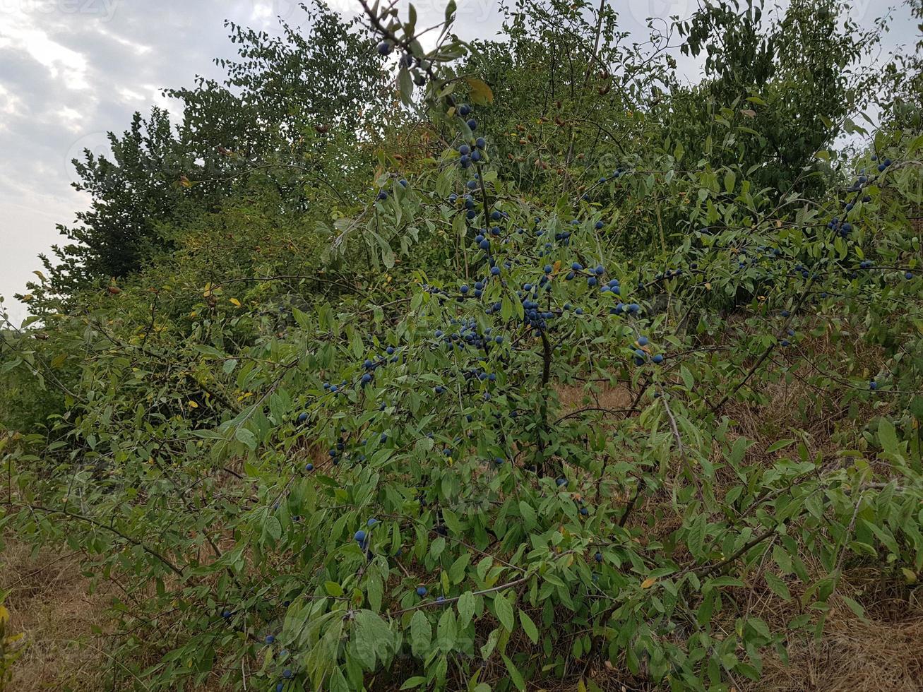 frutos do arbusto de abrunheiro foto