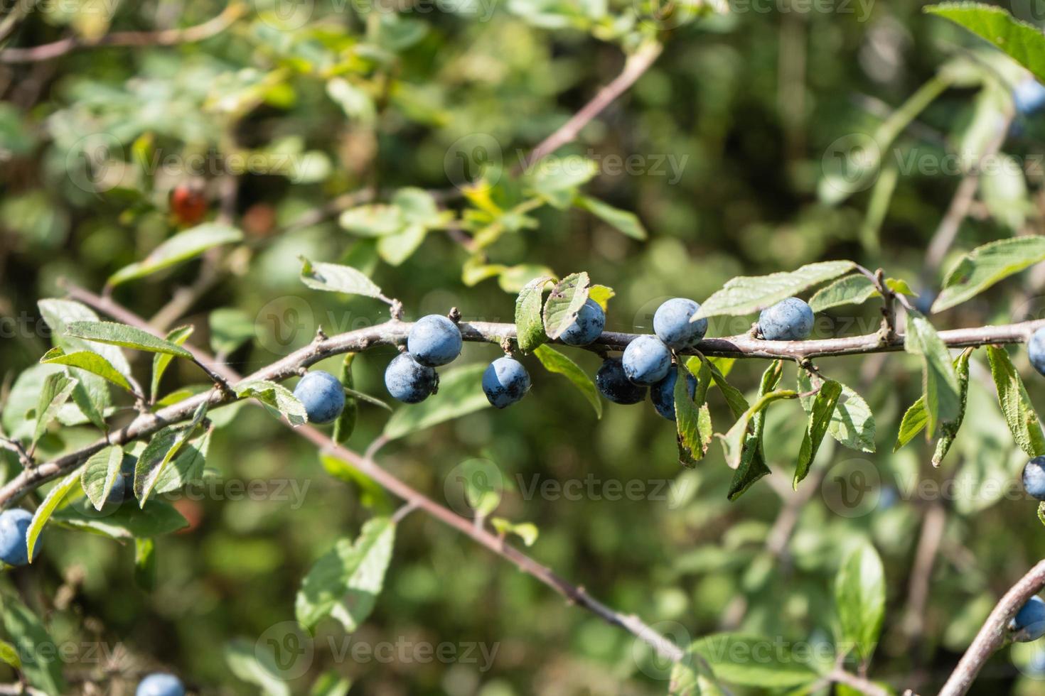 frutos do arbusto de abrunheiro foto