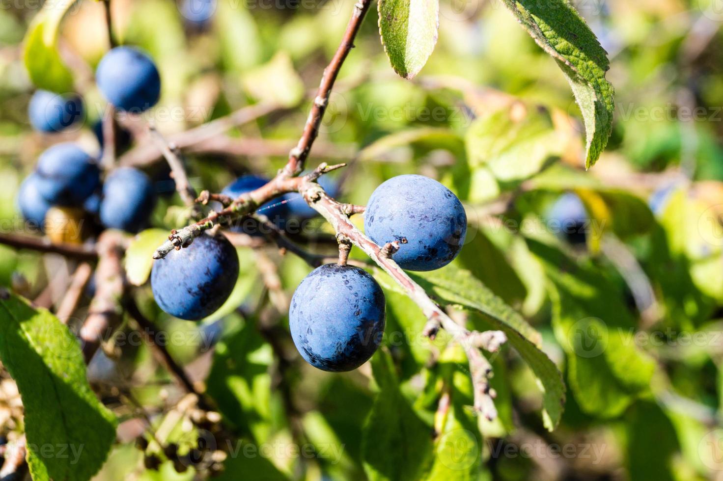 frutos do arbusto de abrunheiro foto