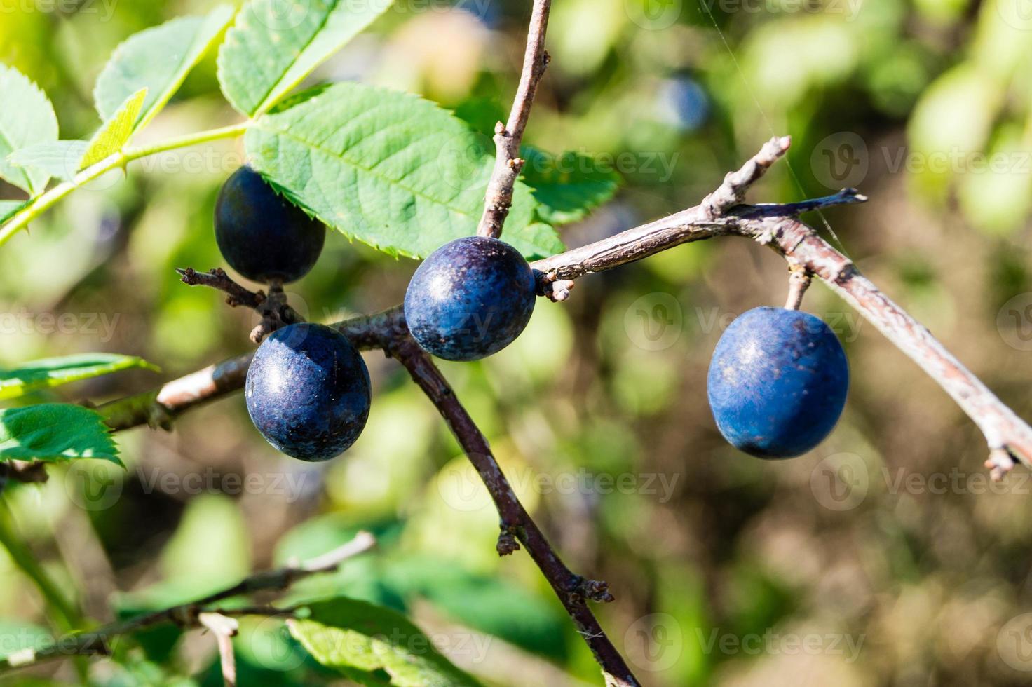 frutos do arbusto de abrunheiro foto