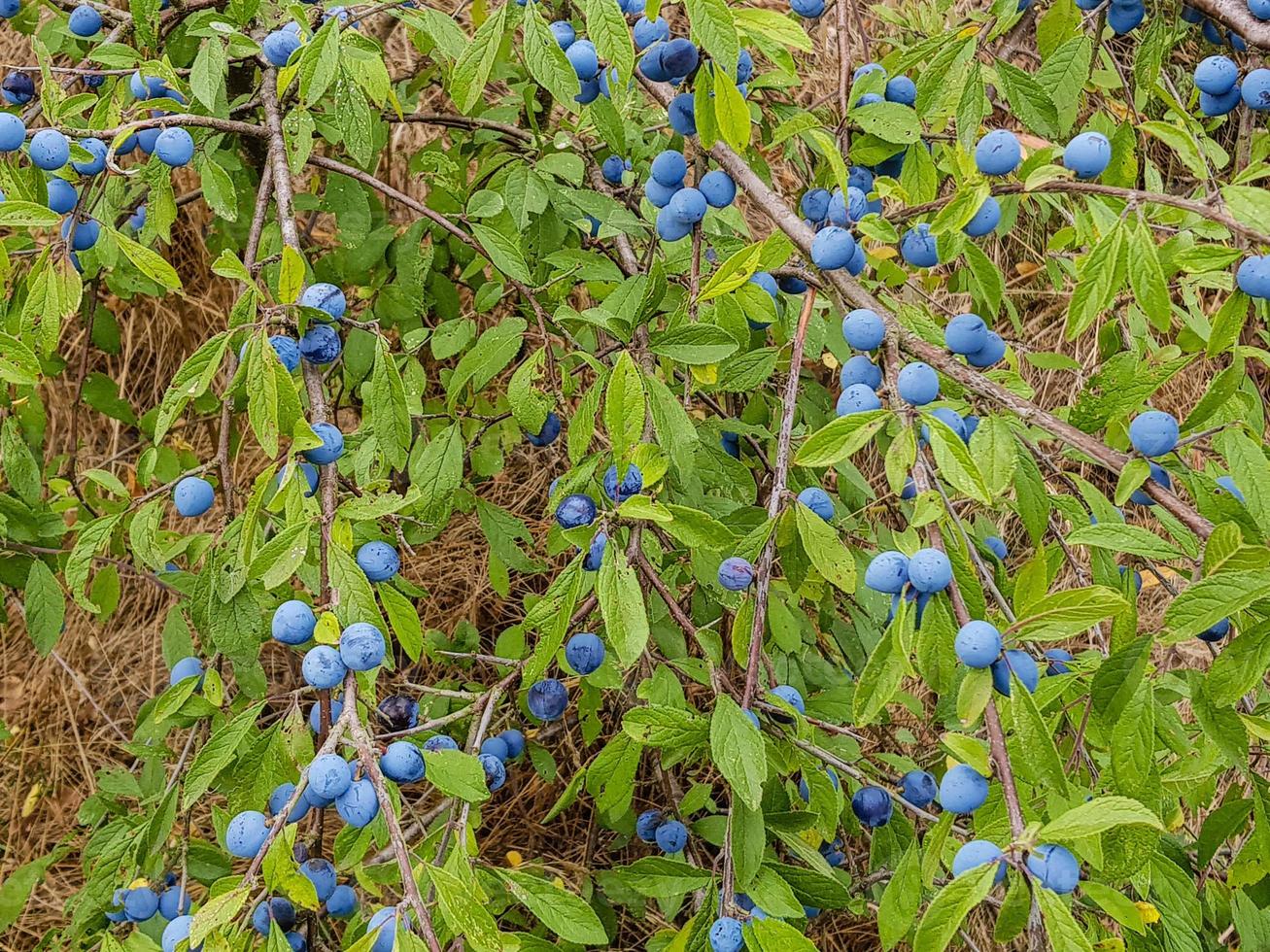 frutos do arbusto de abrunheiro foto