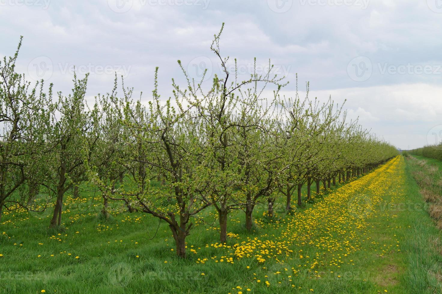 árvores frutíferas floridas no velho país perto de hamburgo alemanha foto