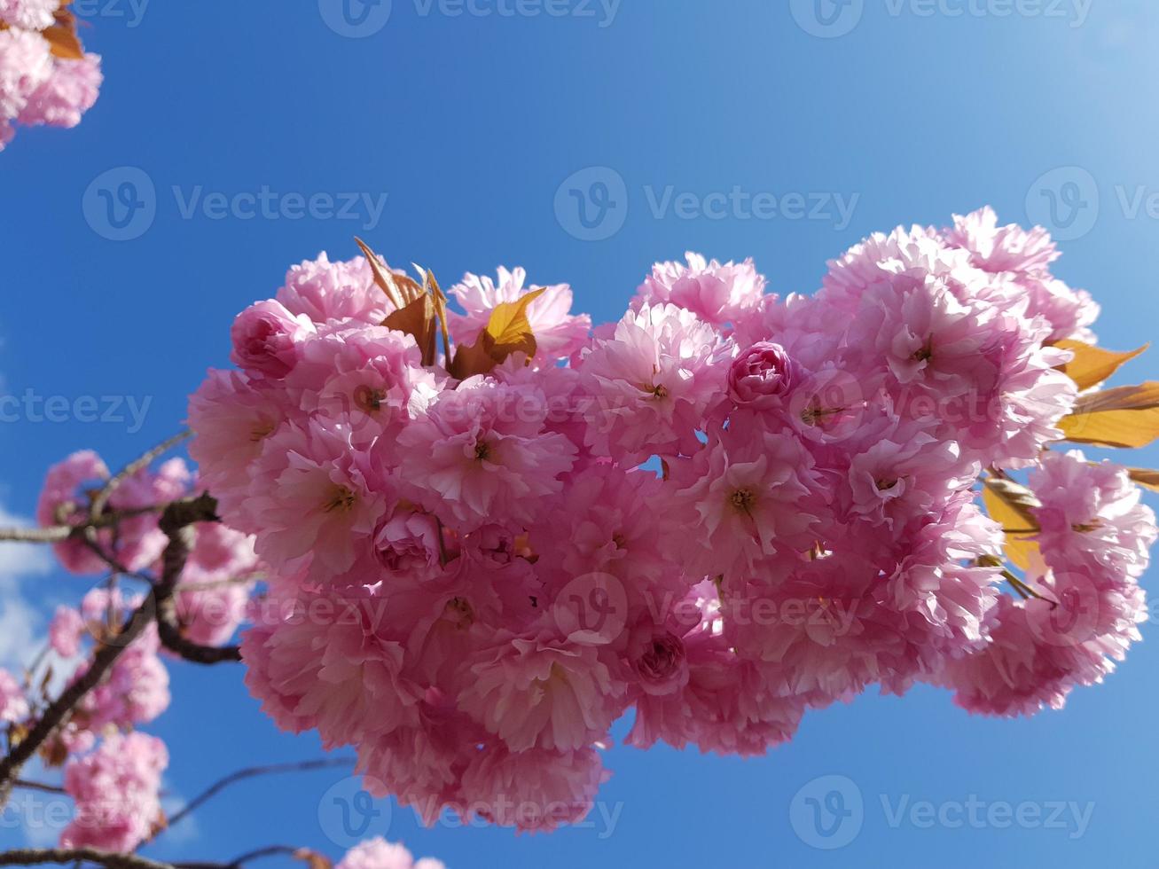 árvores frutíferas floridas no velho país perto de hamburgo, alemanha foto