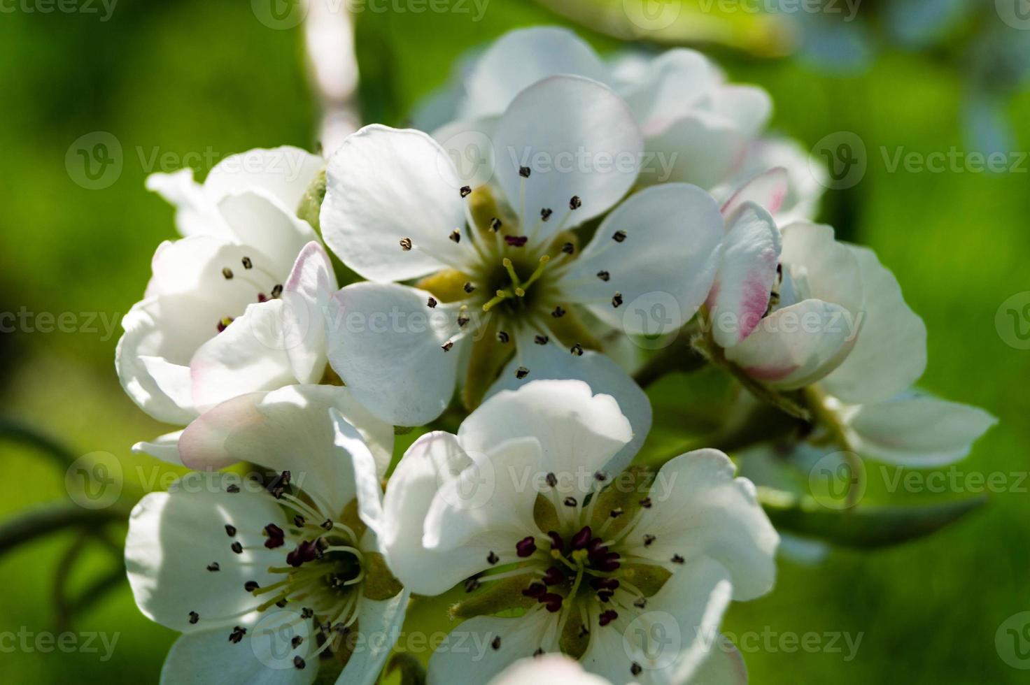 árvores frutíferas floridas no velho país perto de hamburgo, alemanha foto