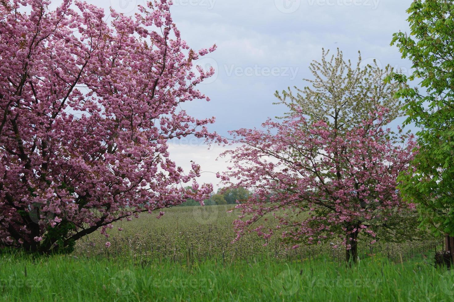 árvores frutíferas floridas no velho país perto de hamburgo, alemanha foto