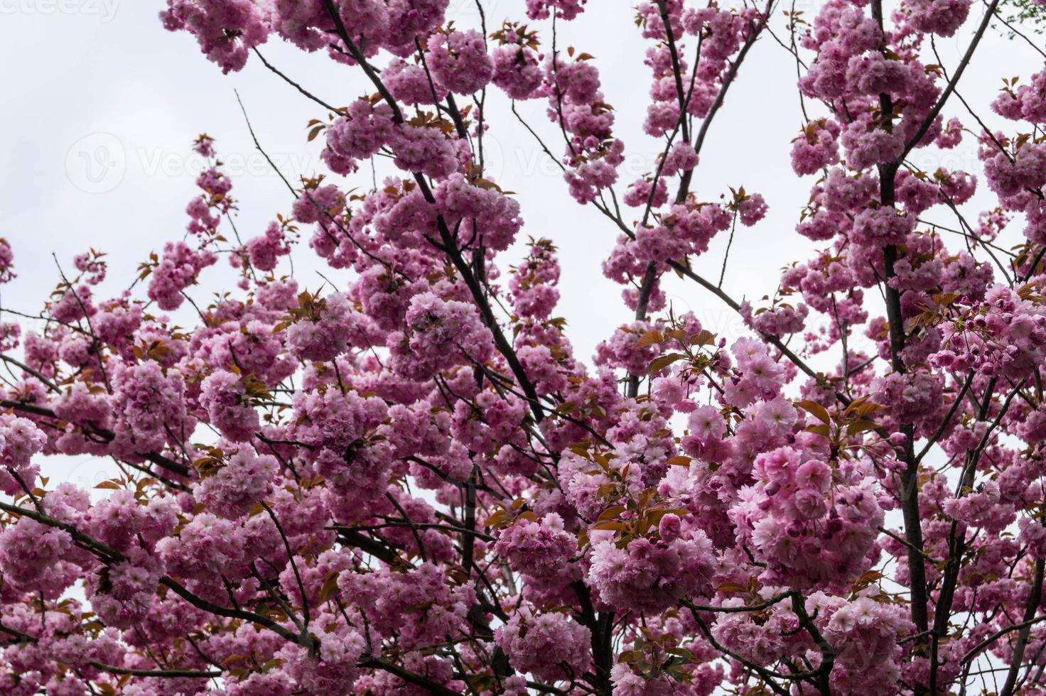 árvores frutíferas floridas no velho país perto de hamburgo, alemanha foto