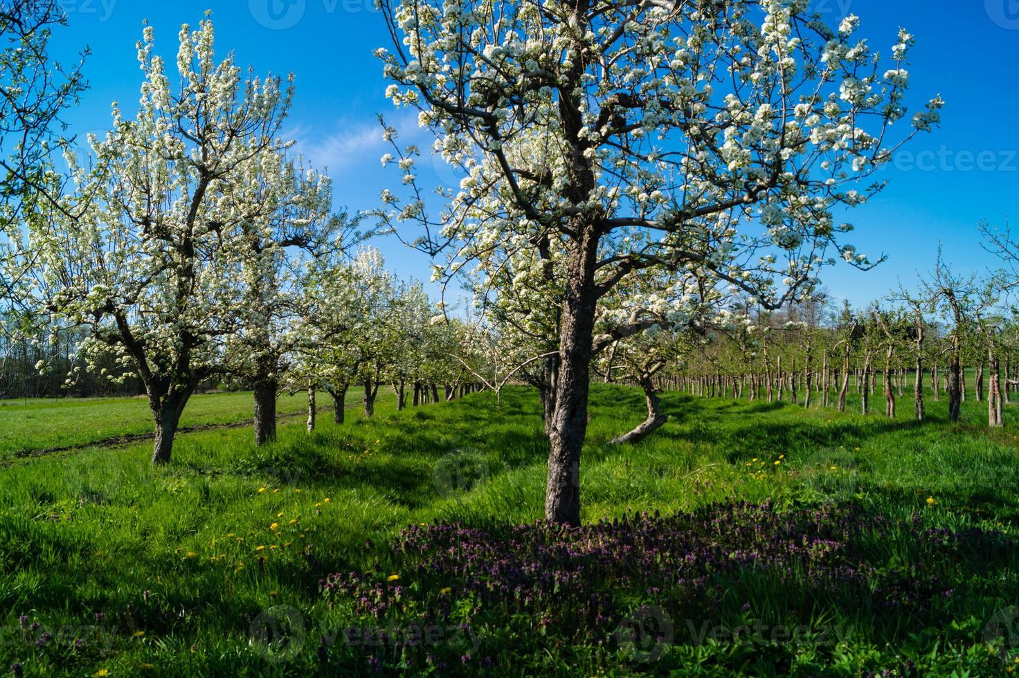 árvores frutíferas floridas no velho país perto de hamburgo, alemanha foto