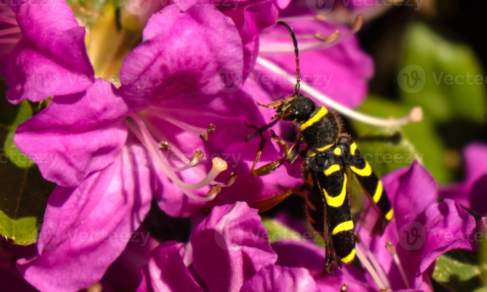 flor de azaléia rododendro na primavera foto