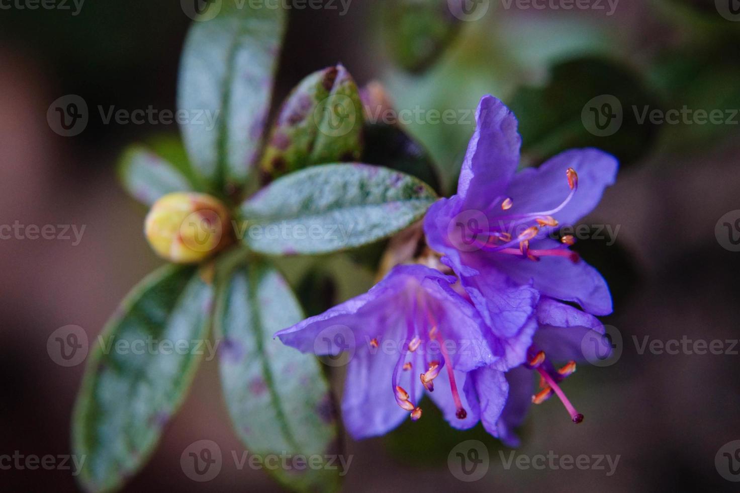 flor de azaléia rododendro na primavera foto