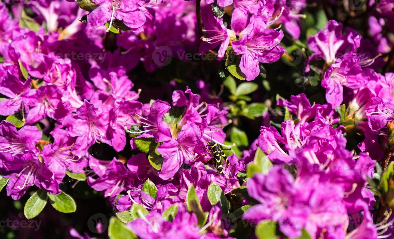 flor de azaléia rododendro na primavera foto