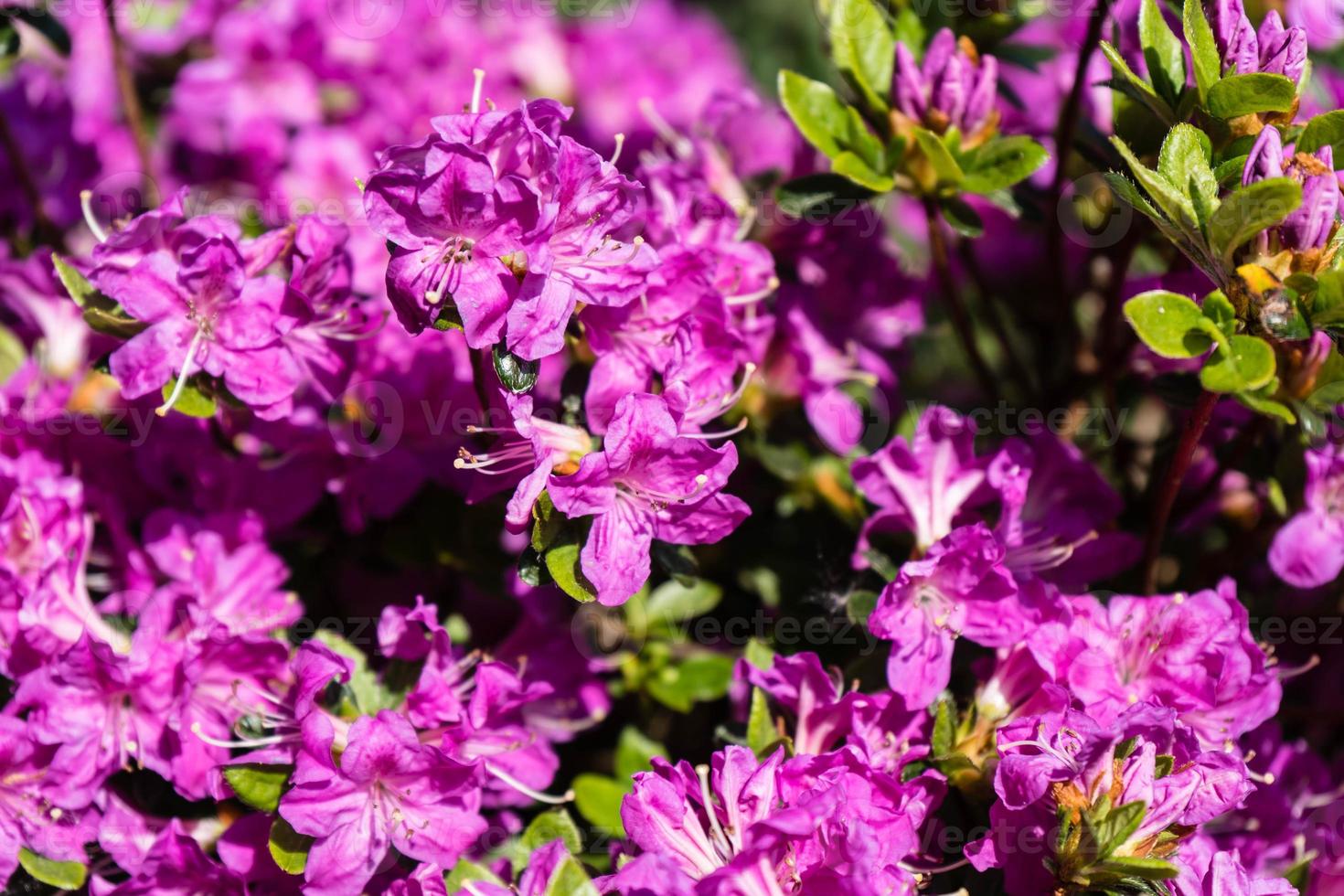 flor de azaléia rododendro na primavera foto