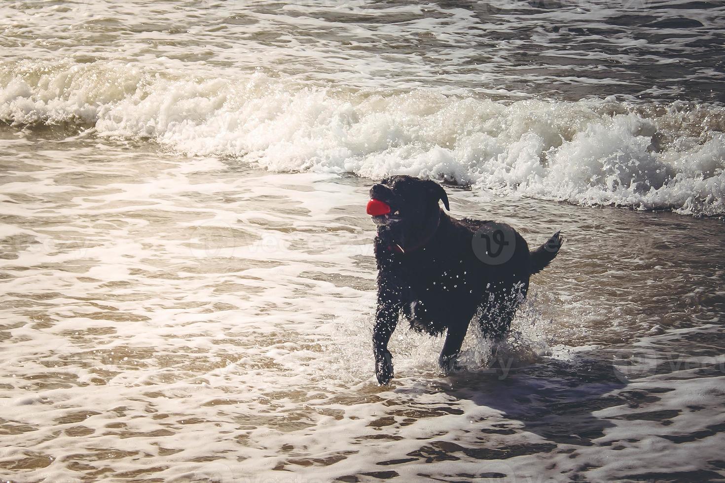 labrador retriever preto brincando na praia da dinamarca branda foto