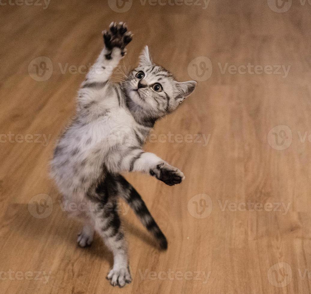 gato cinza de cabelo curto britânico foto