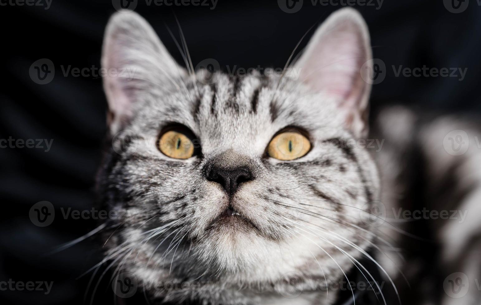 gato cinza de cabelo curto britânico foto