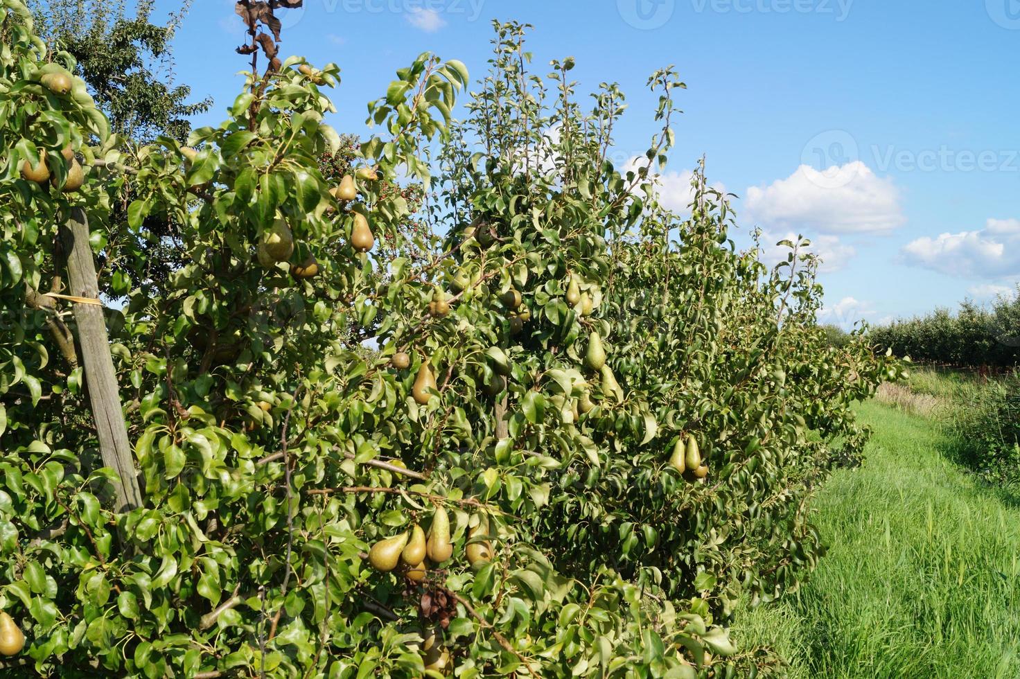 plantação de peras na velha terra de hamburgo foto