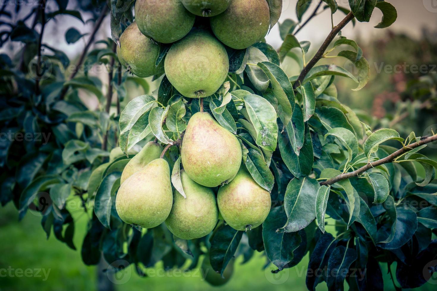 plantação de peras na velha terra de hamburgo foto