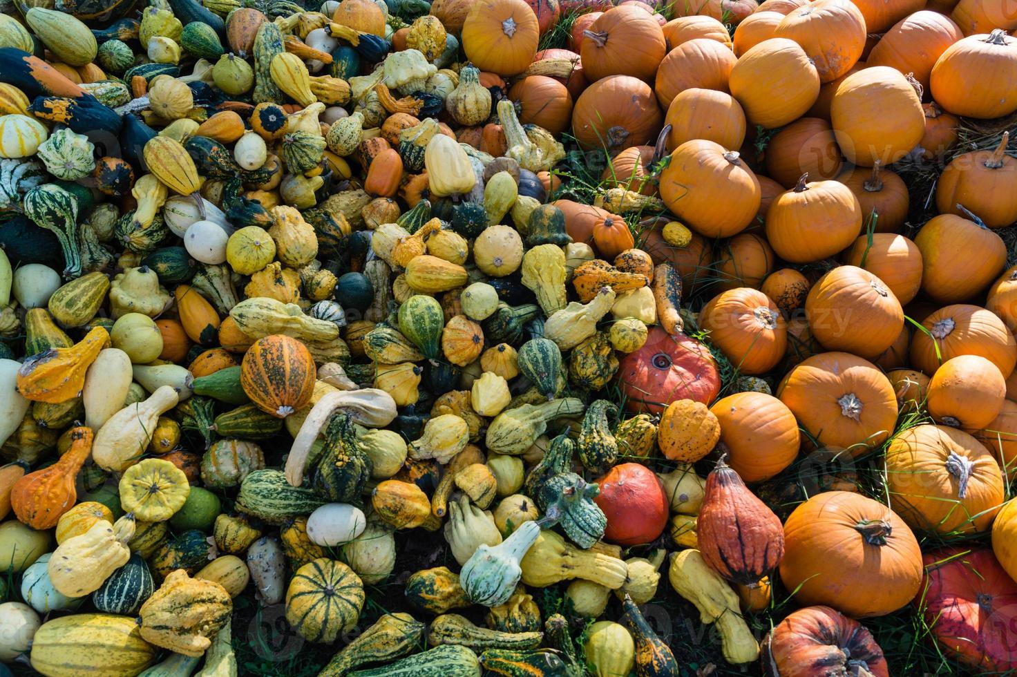 abóboras em um mercado de fazendeiros foto