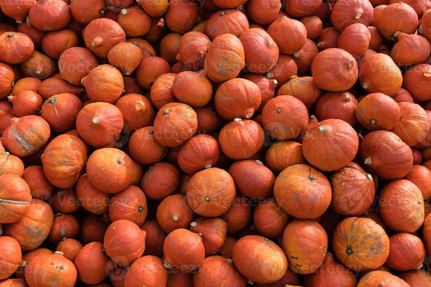 abóboras em um mercado de fazendeiros foto