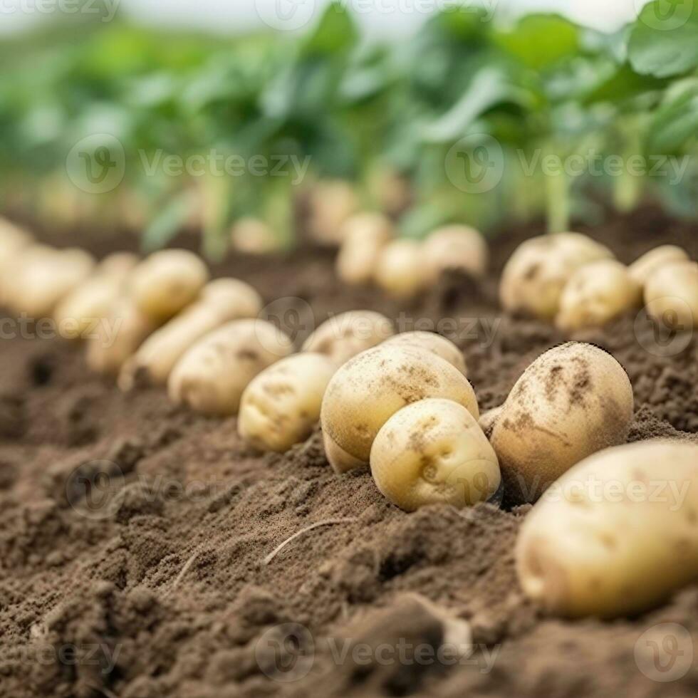 batatas em a campo fechar-se. colheita batatas. generativo ai foto