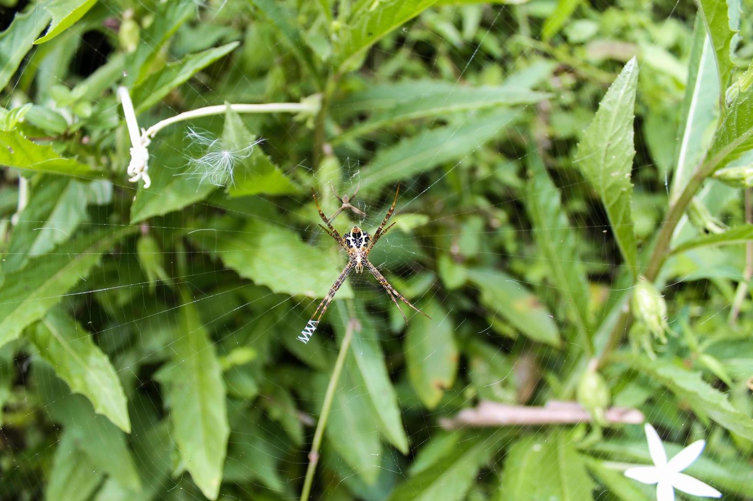 close-up de uma aranha fazendo um ninho foto