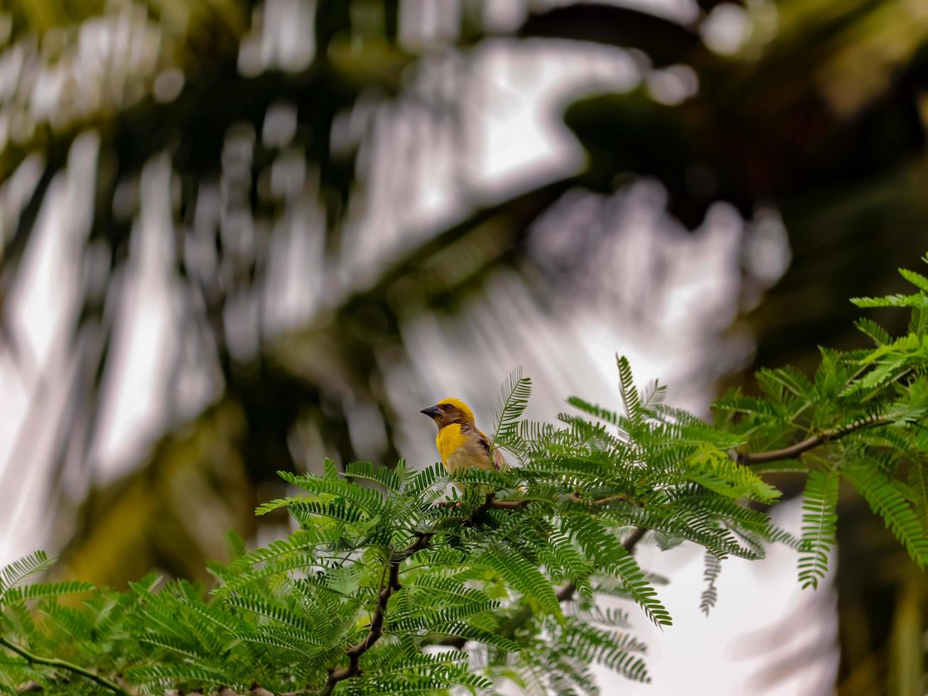 pássaro tecelão sentado na árvore foto